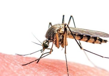 West Nile virus alert in Fuengirola and Mijas: urgent guide to avoiding bites